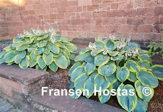 Hosta Frances Williams